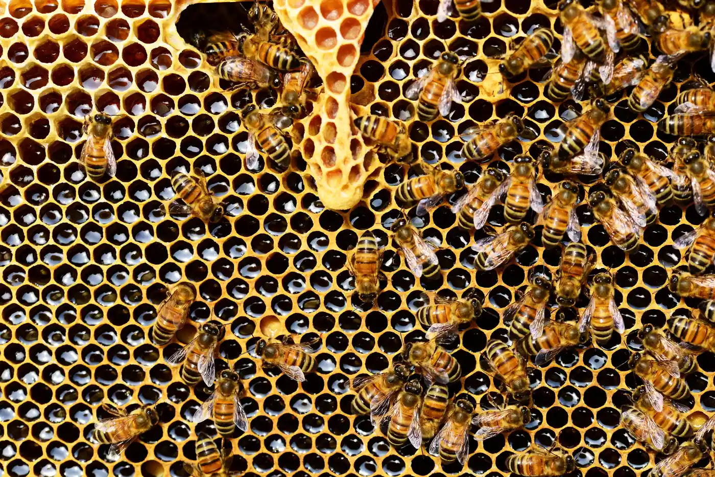 Bees working across a full honeycomb.