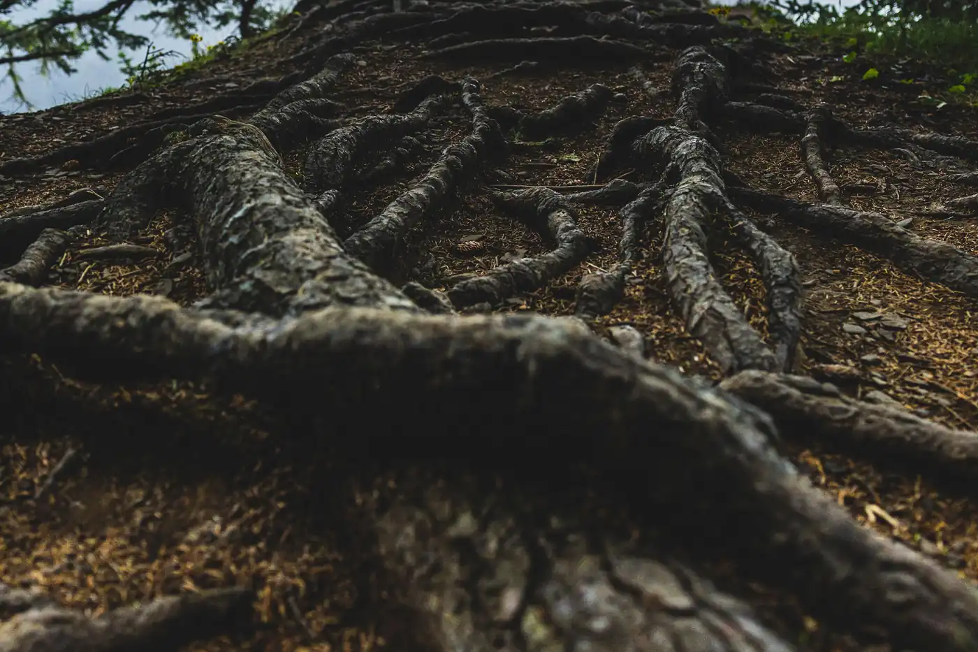 The exposed roots of an old tree gripping a hillside.