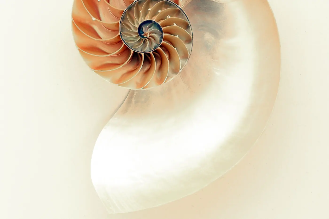 A nautilus shell cut open to show its spiral chambers.