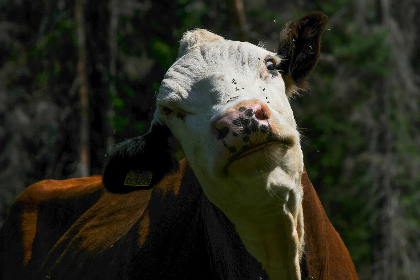 Find My Cow